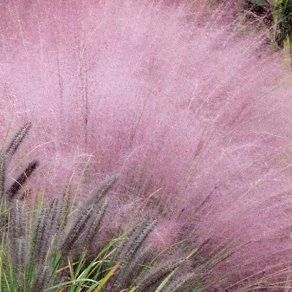 Muhlenbergia Capillaris Seeds
